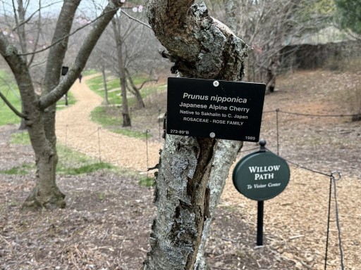 Willow-Trail