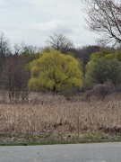 Willow-Tree-in-marsh-
