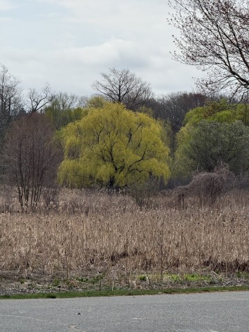 Willow-Tree-in-marsh-