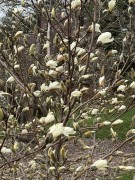 ab-magnolia-bloom-in-wind-2