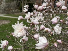 ab-magnolia-blooms-2