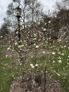 ab-magnolia-tree-blooms-in-wind