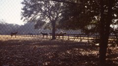 Holidays-in-Louisiana-11-horses