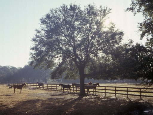Holidays-in-Louisiana-12-horses