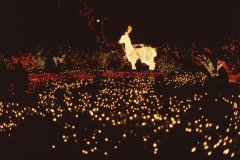 Holidays-in-Louisiana-16-Christmas-Lights