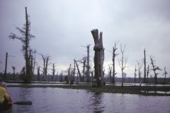 Holidays-in-Louisiana-23-Alligator-Bayou