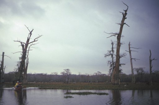 Holidays-in-Louisiana-24-Alligator-Bayou