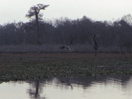 Holidays-in-Louisiana-26-Alligator-Bayou-crop