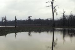 Holidays-in-Louisiana-26-Alligator-Bayou