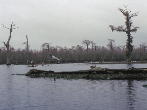 Holidays-in-Louisiana-27-Alligator-Bayou