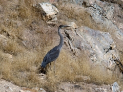 Hot-Creek-Geologic-Site-09