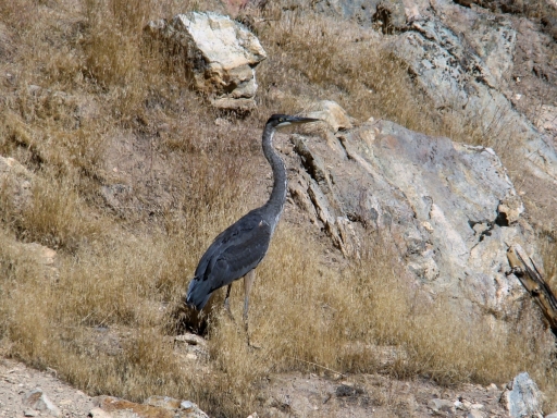 Hot-Creek-Geologic-Site-09