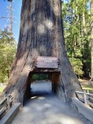 Humboldt-Redwoods-State-Park-01