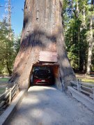 Humboldt-Redwoods-State-Park-02