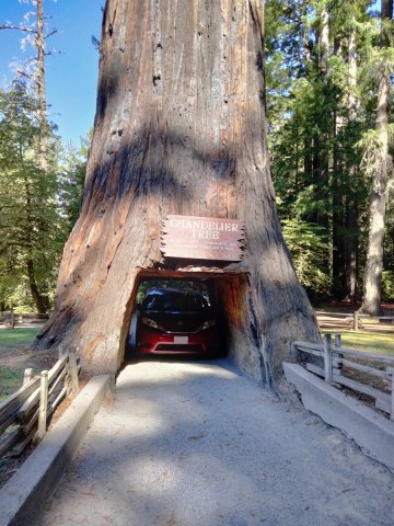 Humboldt-Redwoods-State-Park-02