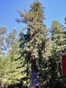 Humboldt-Redwoods-State-Park-03
