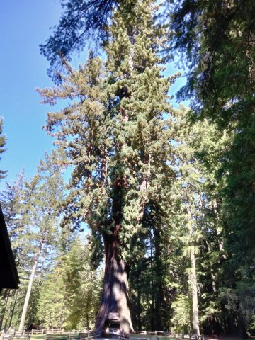 Humboldt-Redwoods-State-Park-04