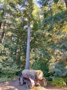 Humboldt-Redwoods-State-Park-05