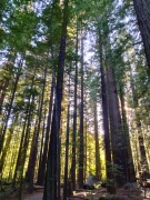 Humboldt-Redwoods-State-Park-07