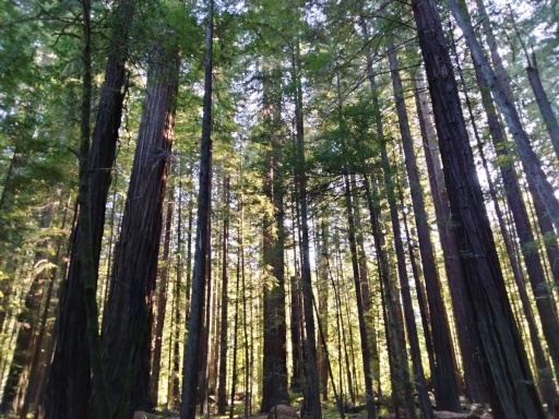 Humboldt-Redwoods-State-Park-08