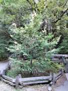 Humboldt-Redwoods-State-Park-09