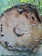 Humboldt-Redwoods-State-Park-10