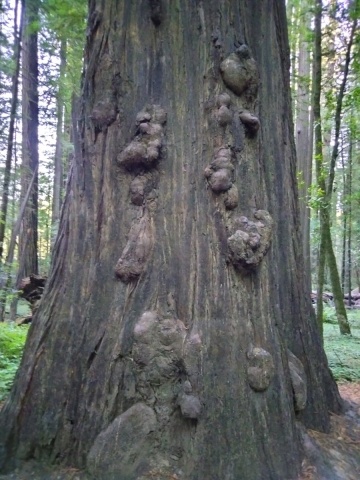 Humboldt-Redwoods-State-Park-11