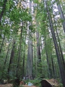 Humboldt-Redwoods-State-Park-12