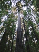Humboldt-Redwoods-State-Park-14