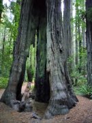 Humboldt-Redwoods-State-Park-15