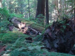 Humboldt-Redwoods-State-Park-18