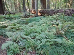 Humboldt-Redwoods-State-Park-19