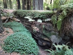 Humboldt-Redwoods-State-Park-20