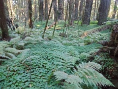 Humboldt-Redwoods-State-Park-21