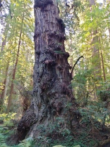 Humboldt-Redwoods-State-Park-22