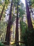 Humboldt-Redwoods-State-Park-23