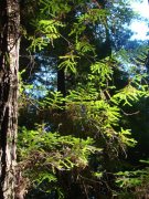 Humboldt-Redwoods-State-Park-24