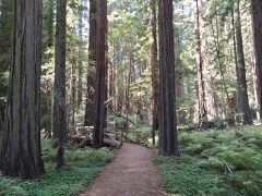 Humboldt-Redwoods-State-Park-25