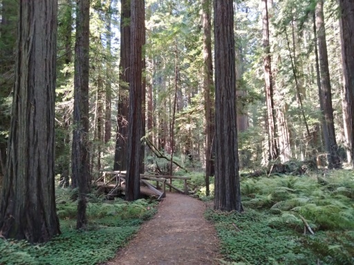 Humboldt-Redwoods-State-Park-25