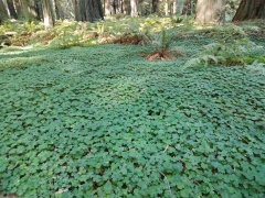 Humboldt-Redwoods-State-Park-26