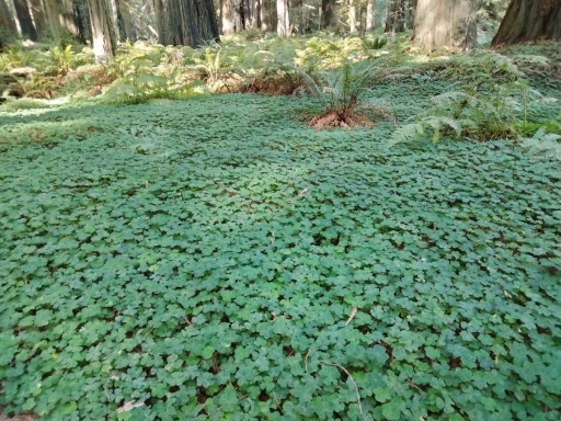 Humboldt-Redwoods-State-Park-26