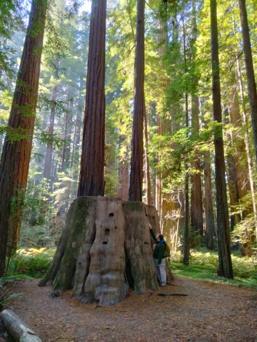 Humboldt-Redwoods-State-Park-27