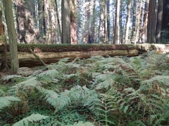 Humboldt-Redwoods-State-Park-28