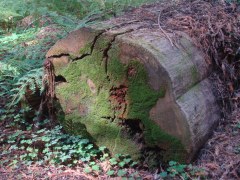 Humboldt-Redwoods-State-Park-29