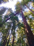 Humboldt-Redwoods-State-Park-30