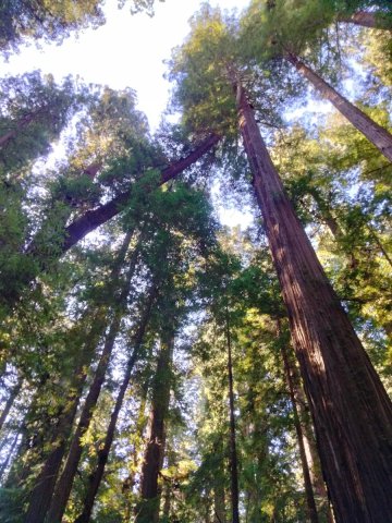 Humboldt-Redwoods-State-Park-30