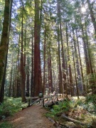 Humboldt-Redwoods-State-Park-31