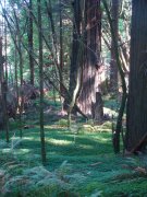 Humboldt-Redwoods-State-Park-32