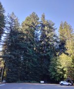 Humboldt-Redwoods-State-Park-33