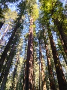 Humboldt-Redwoods-State-Park-34